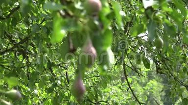 梨树枝上长满了果实，生长在有机农场里.. 改变焦点。 4K
